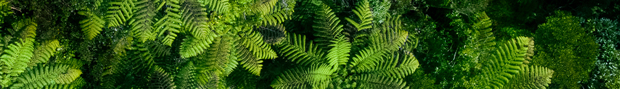 Banner showing an aerial view of treetops