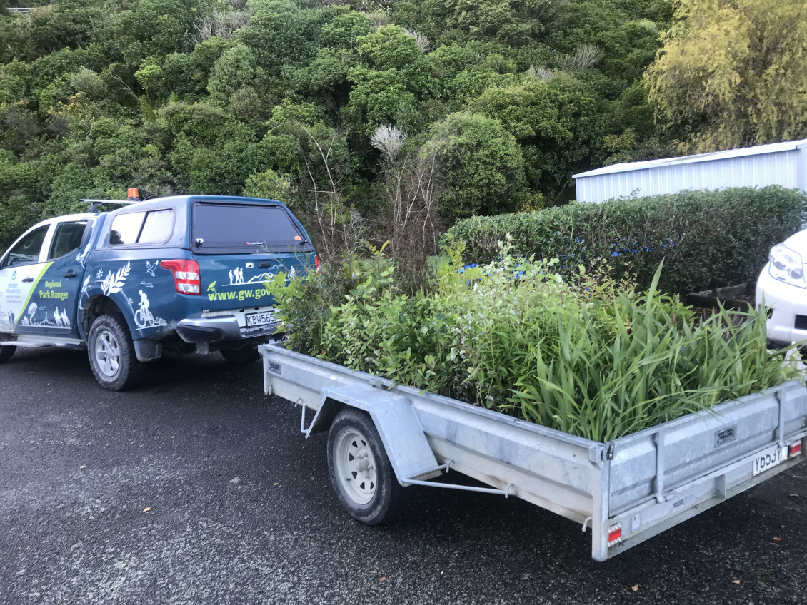 A car trailer full of seedlings for planting