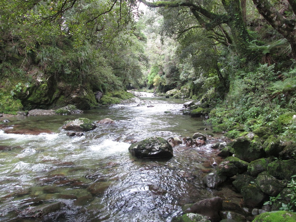 A view of the river in the Hutt Water Collection Area