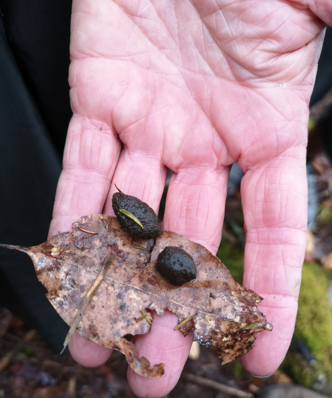 Dama Wallaby poo