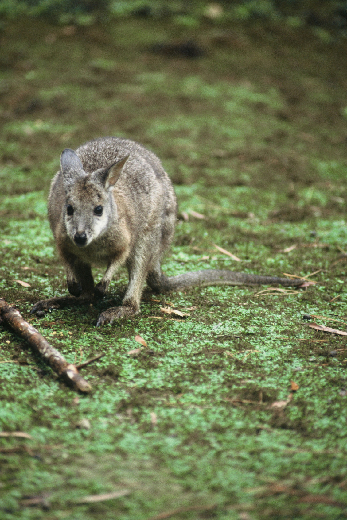 Dama Wallaby - copyright Doc Crown