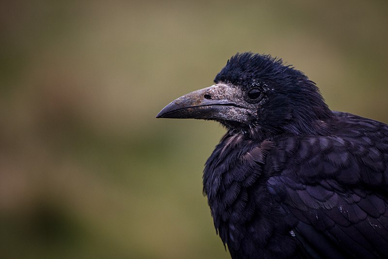 Common rook