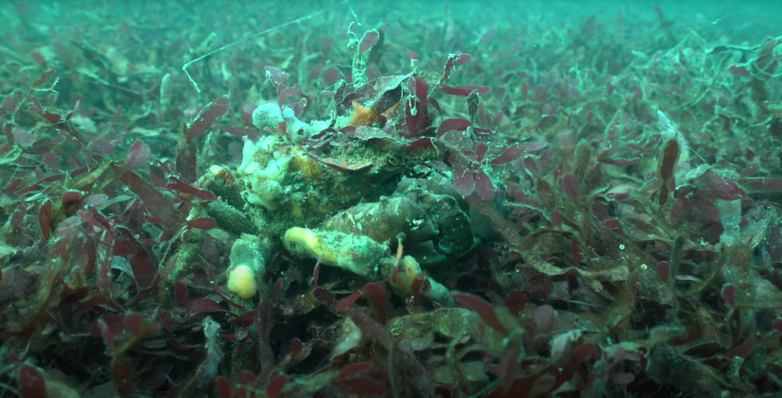 The elusive decorator crab spotted among beds of red seaweed in Te Whanganui a Tara (Wellington Harbour)