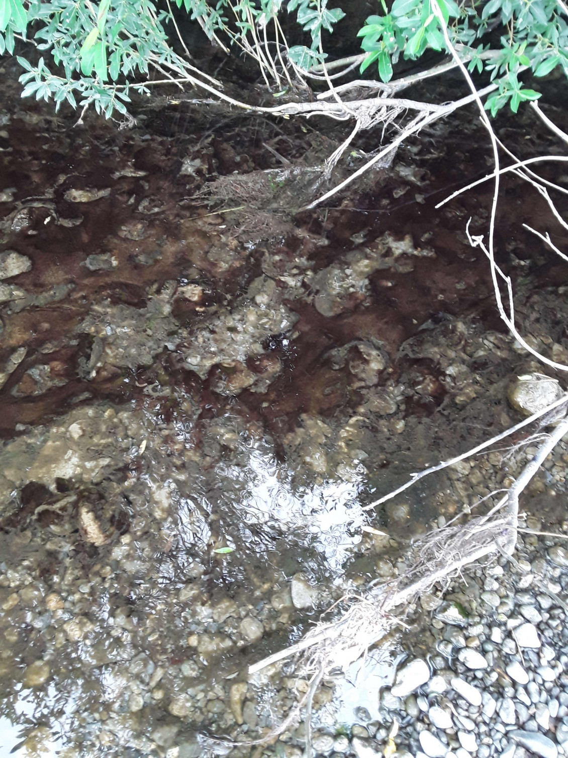 Toxic algae in the Otaki River at State Highway One