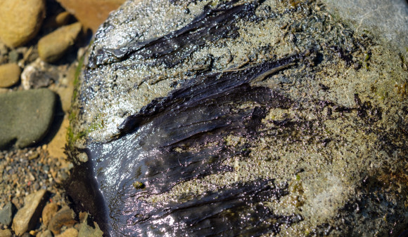 Amber toxic algae alert for Waikanae River site