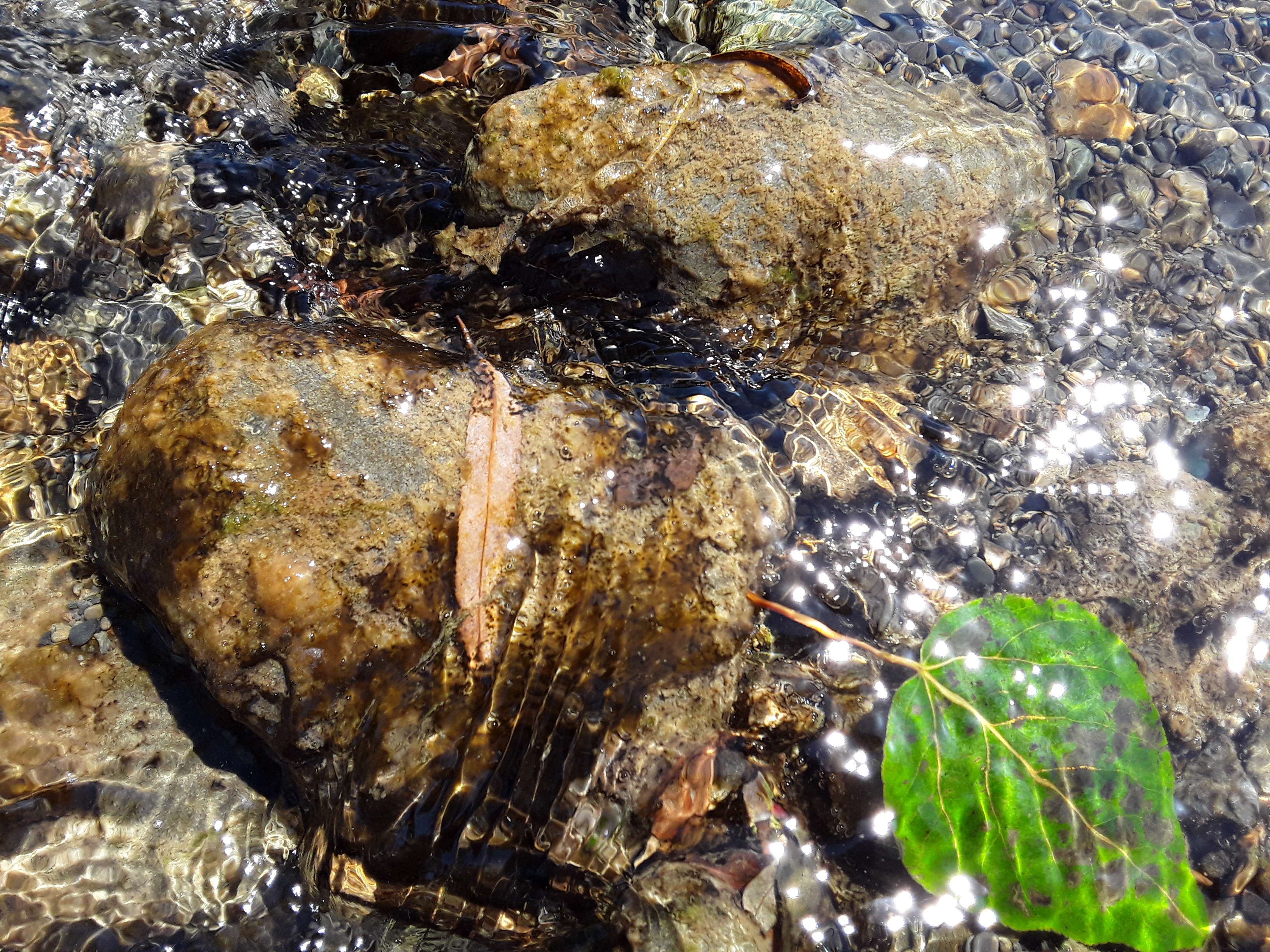 Toxic algae in Waikanae River at Jim Cooke Park