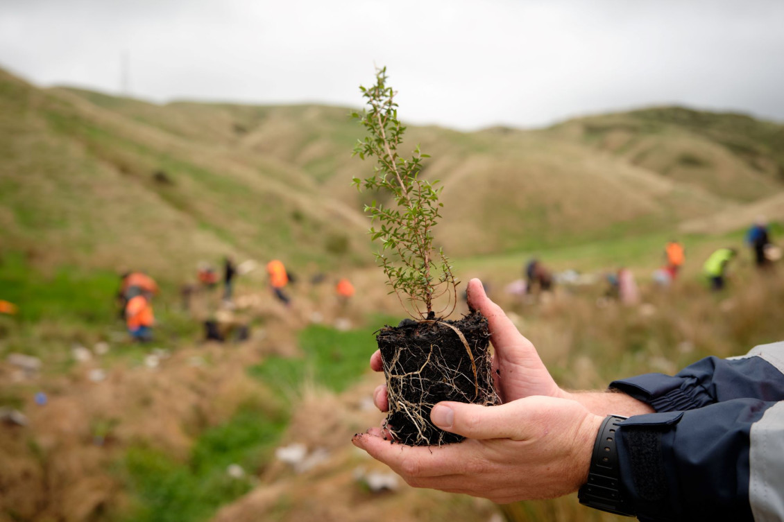 Belmont Porirua planting day 