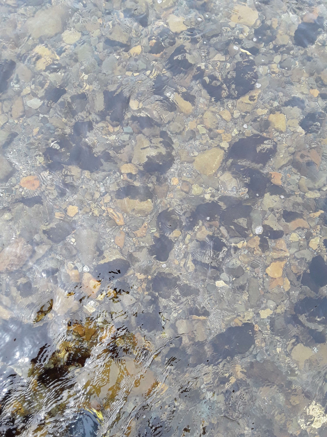 Algae at JC park