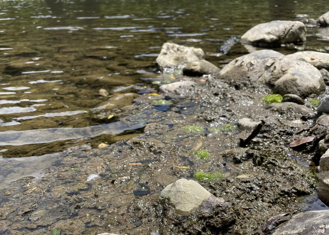 Detached algal mats on the shore of the river; it looks like slippery greenish brown scum on the surface of the river