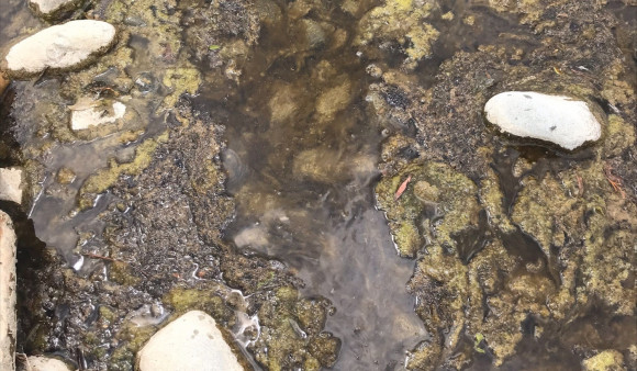 Toxic algae red alert in Masterton