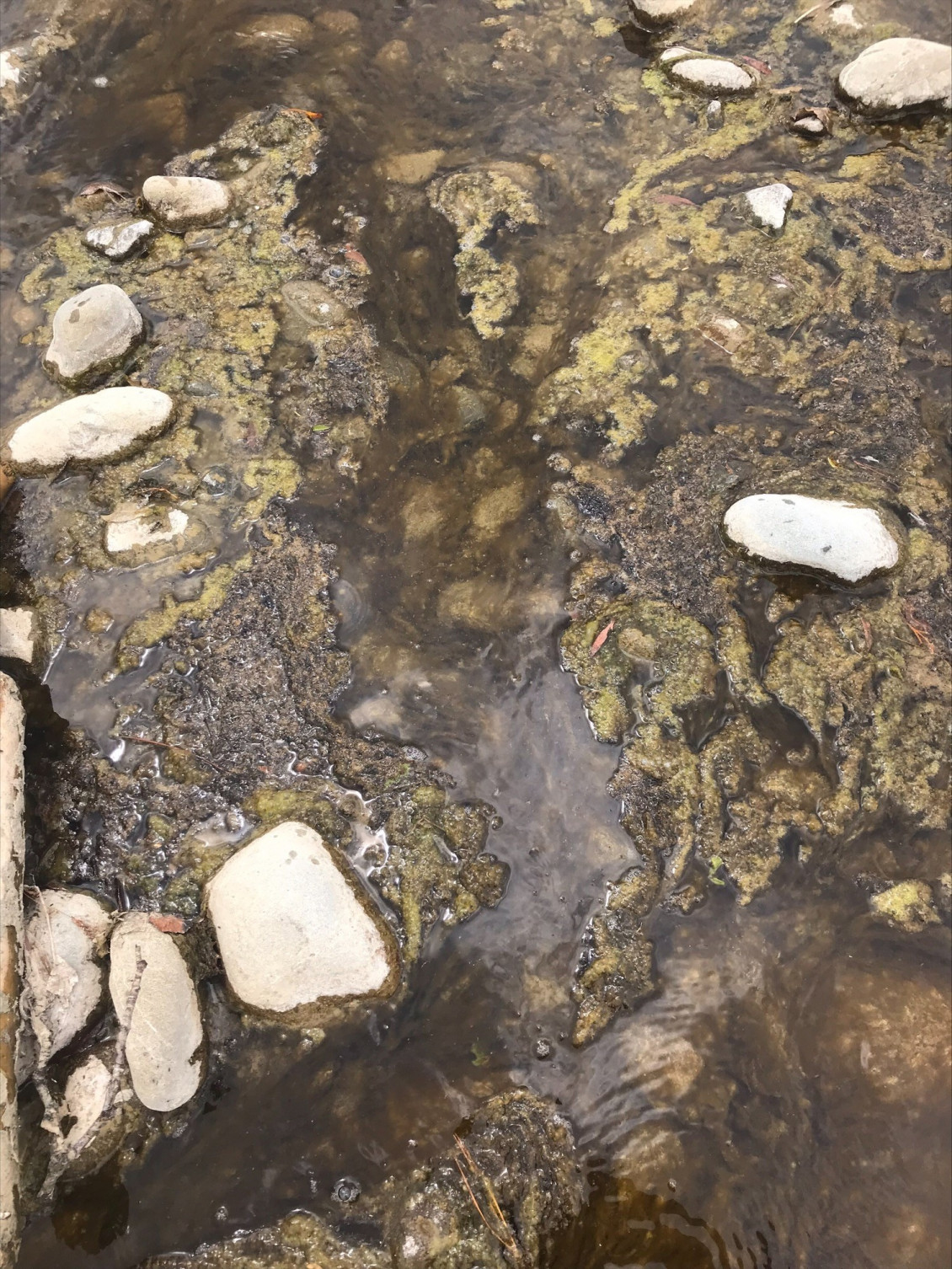 Toxic algae Hutt River January 2023