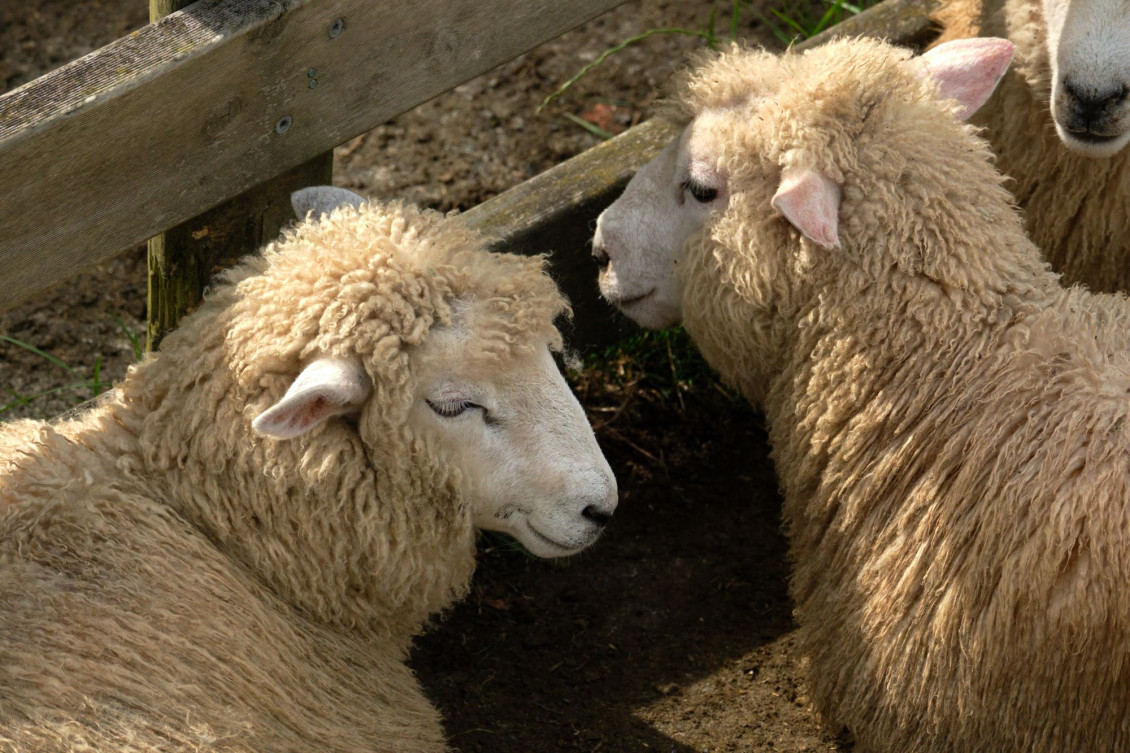 Sheep at Battle Hill