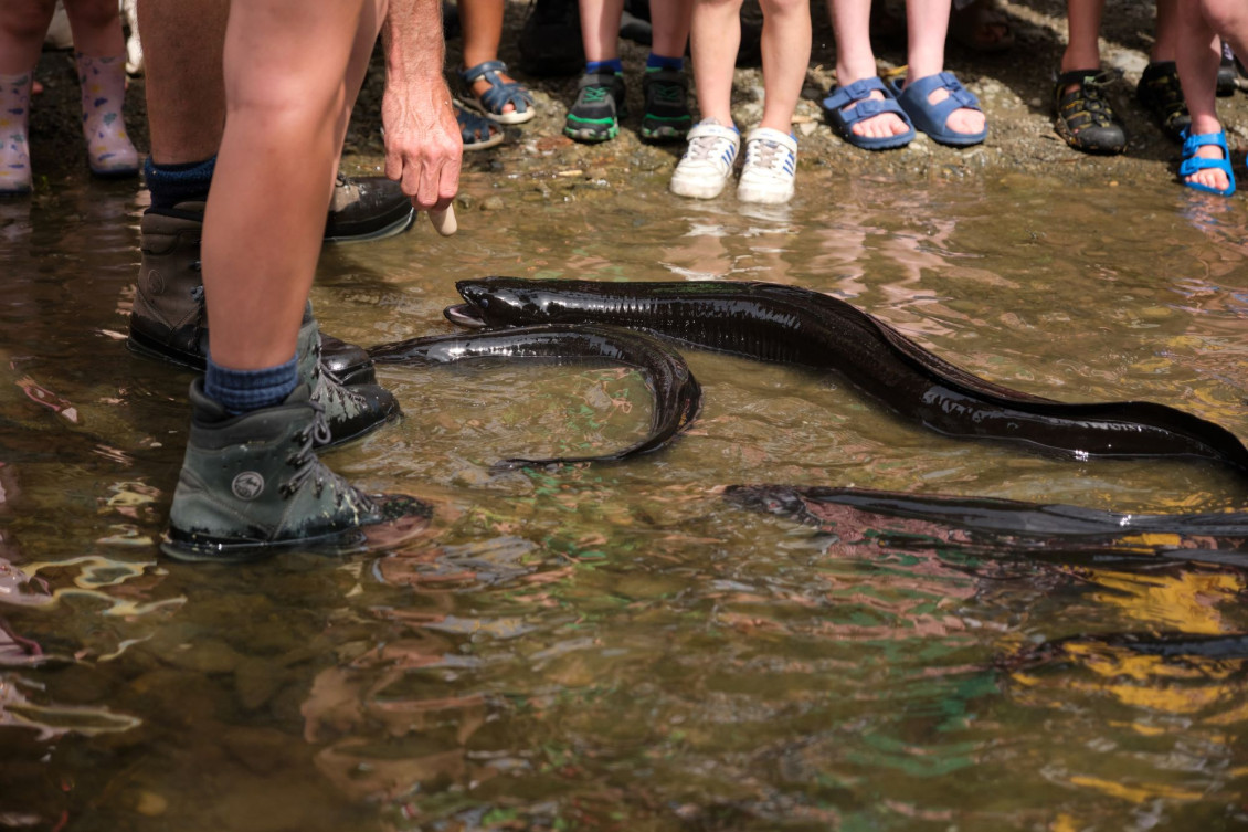 Eels in the river