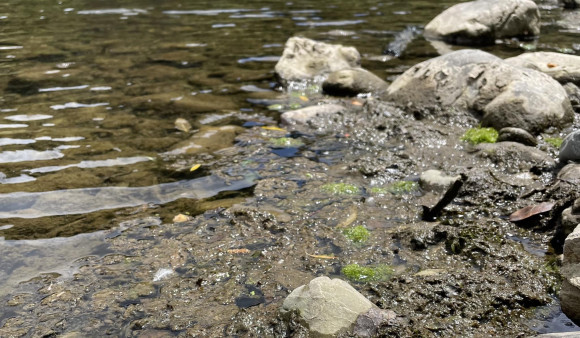 High-risk toxic algae in Waikanae River at old State Highway 1 