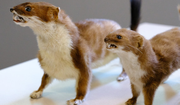 Roadkill and official information release shows growing mustelid pest problem for region 