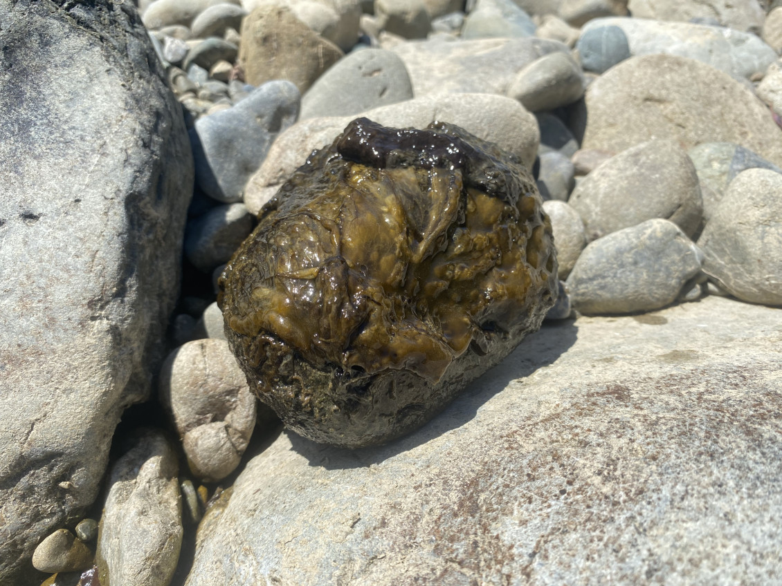 Toxic algae on a rock; it is a slippery looking greenish brown mat on the rock