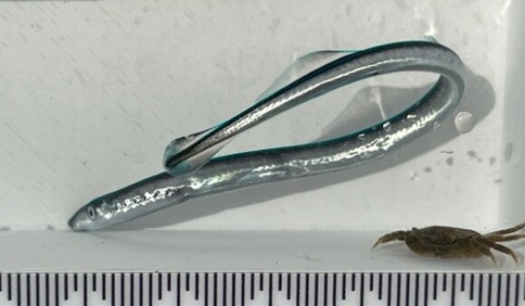 A juvenile piharau rescued from Waikanae River