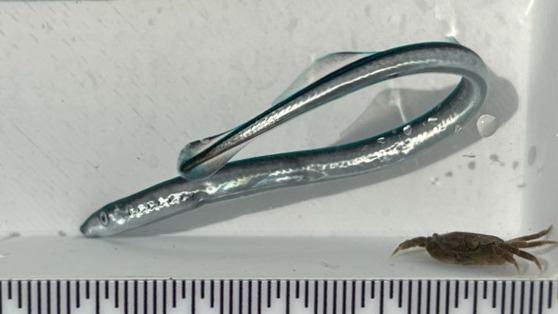 A juvenile piharau rescued from Waikanae River