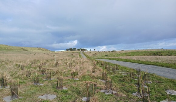 Baring Head fire break planting 1 v2