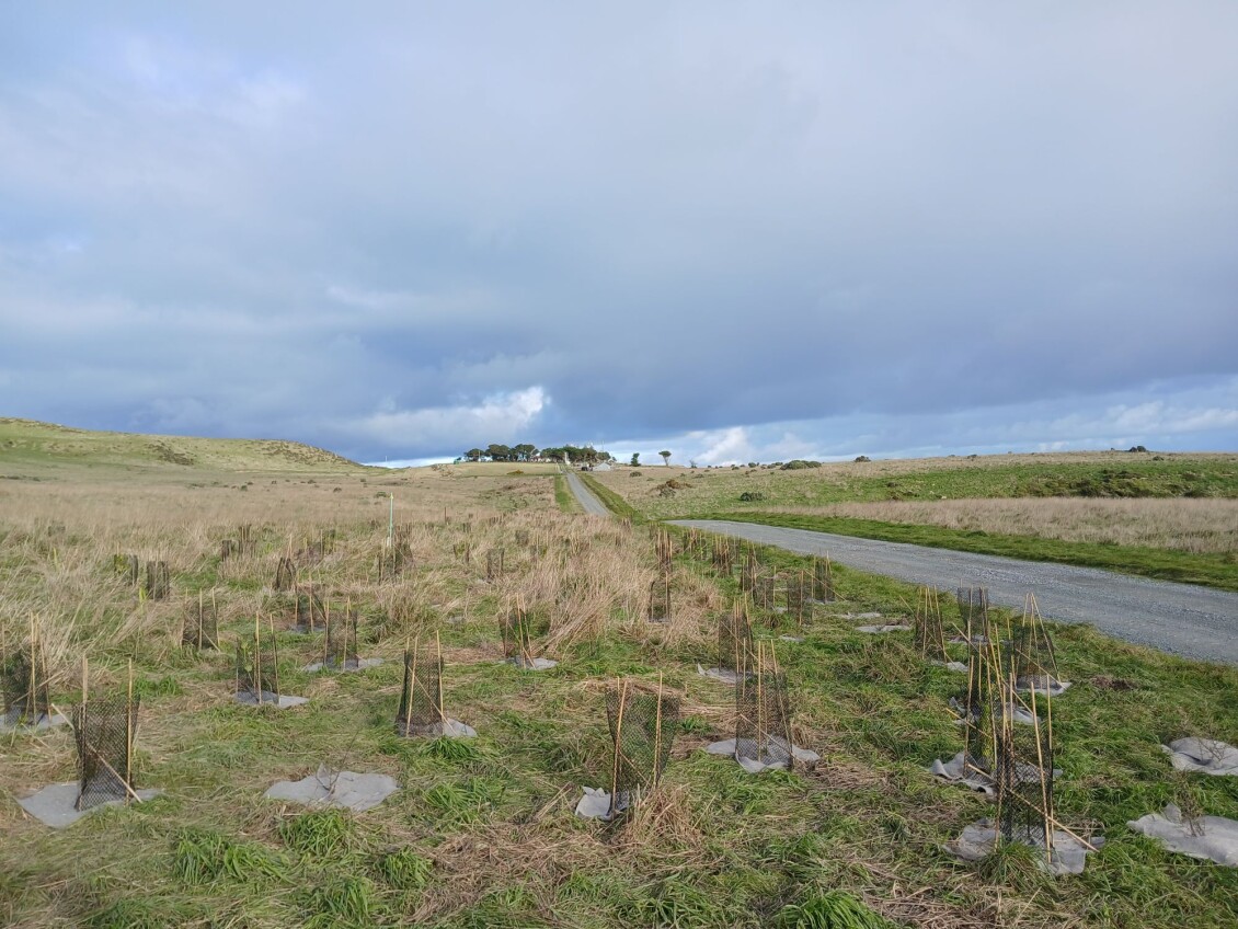 A wide row of native seedlings planted alongside a road in Baring Head/Ōrua-pouanui, East Harbour Regional Park