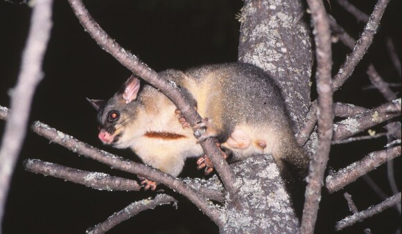 A common brush tailed possum climbing in a tree