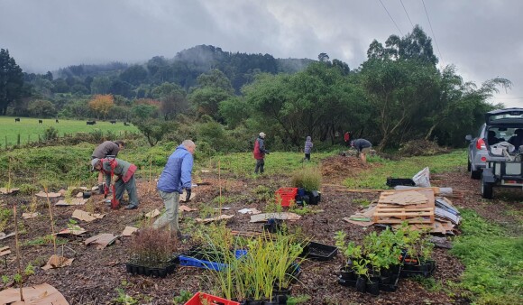 Volunteers planting at Ōtauira Manga