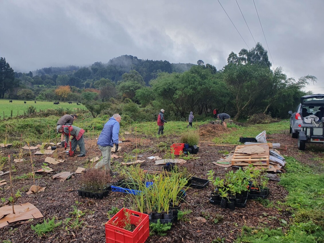 Volunteers planting at Ōtauira Manga