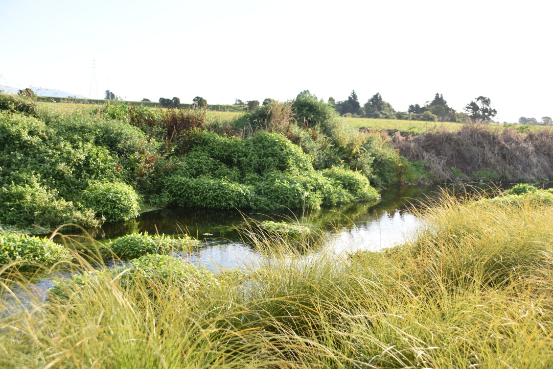 Papawai Mangara Stream on a sunny day
