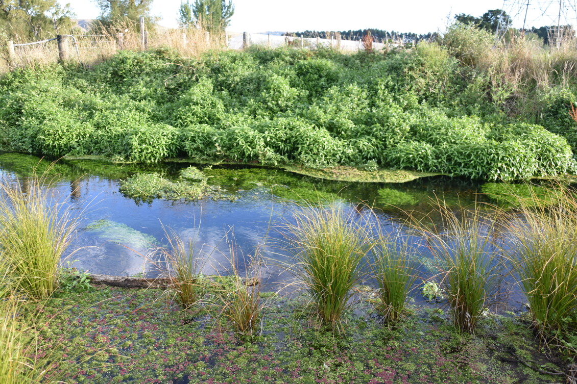 Papawai Mangara Stream on a sunny day