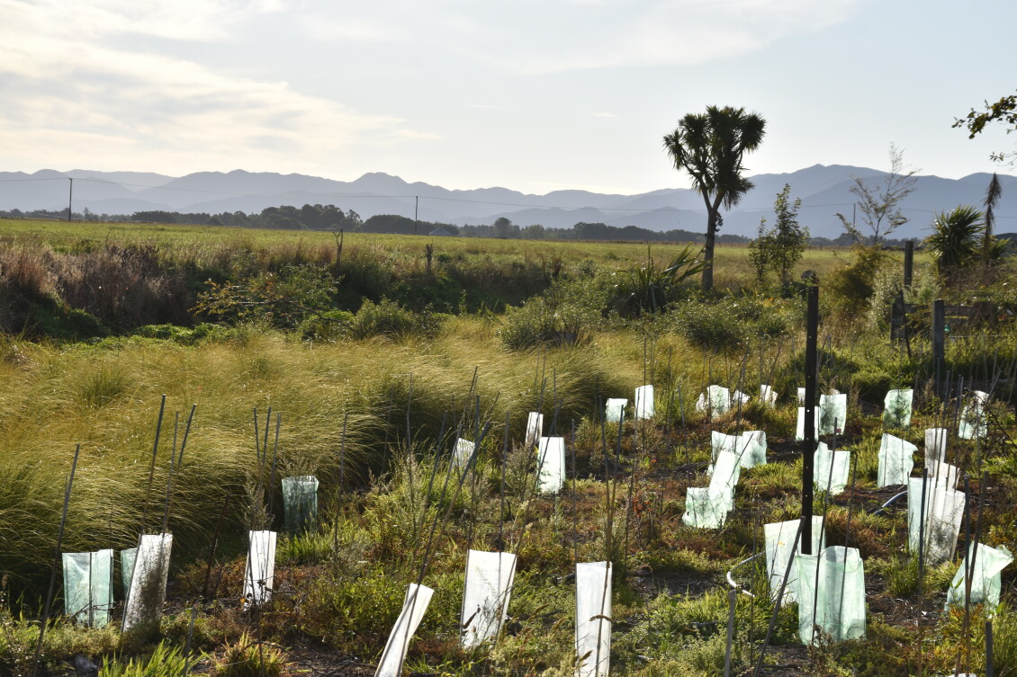 Planting at Papawai Mangara