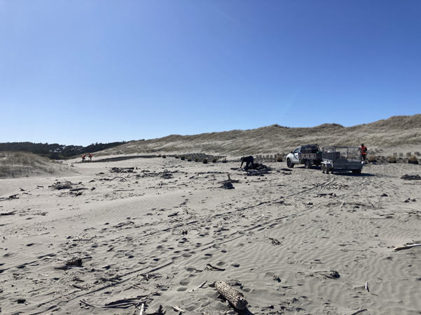 Volunteers and seedlings on the dunes at a Waitohu Stream planting day