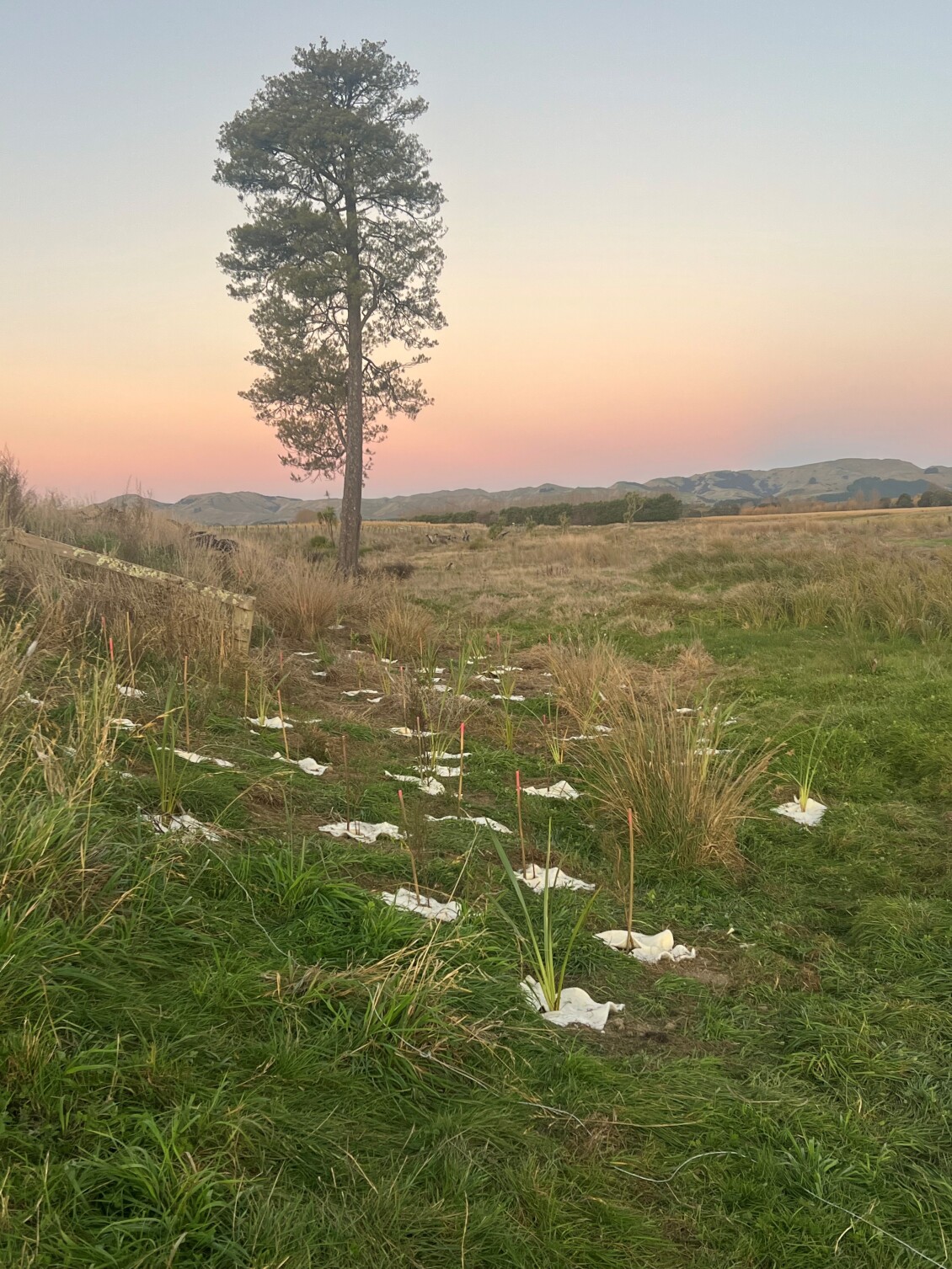 Planting at Ruamāhanga Farm