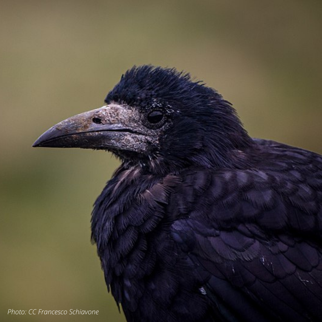 A rook against a blurry green background