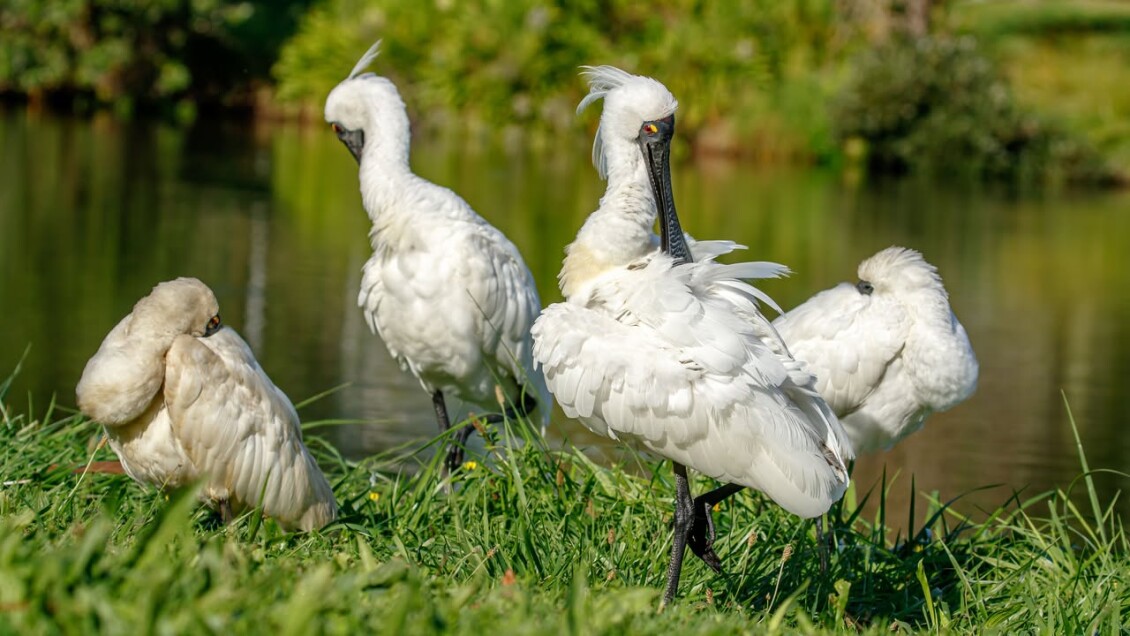 Four royal spoonbills on a grassy bank