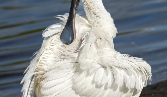 A royal spoonbill on the water's edge