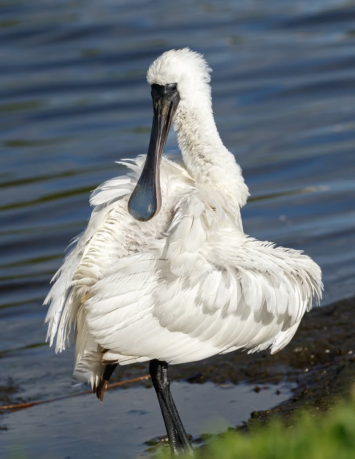 A royal spoonbill on the water's edge