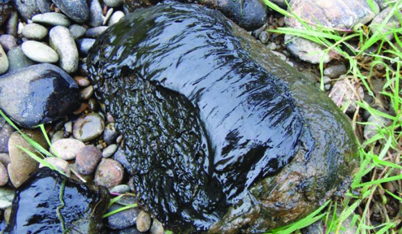 Toxic algae on a wet rock on the shore - it's a slick black skin-like substance on the stone