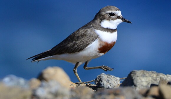 Banded dotterel walking across a rocky shoreline with blue water in the background.