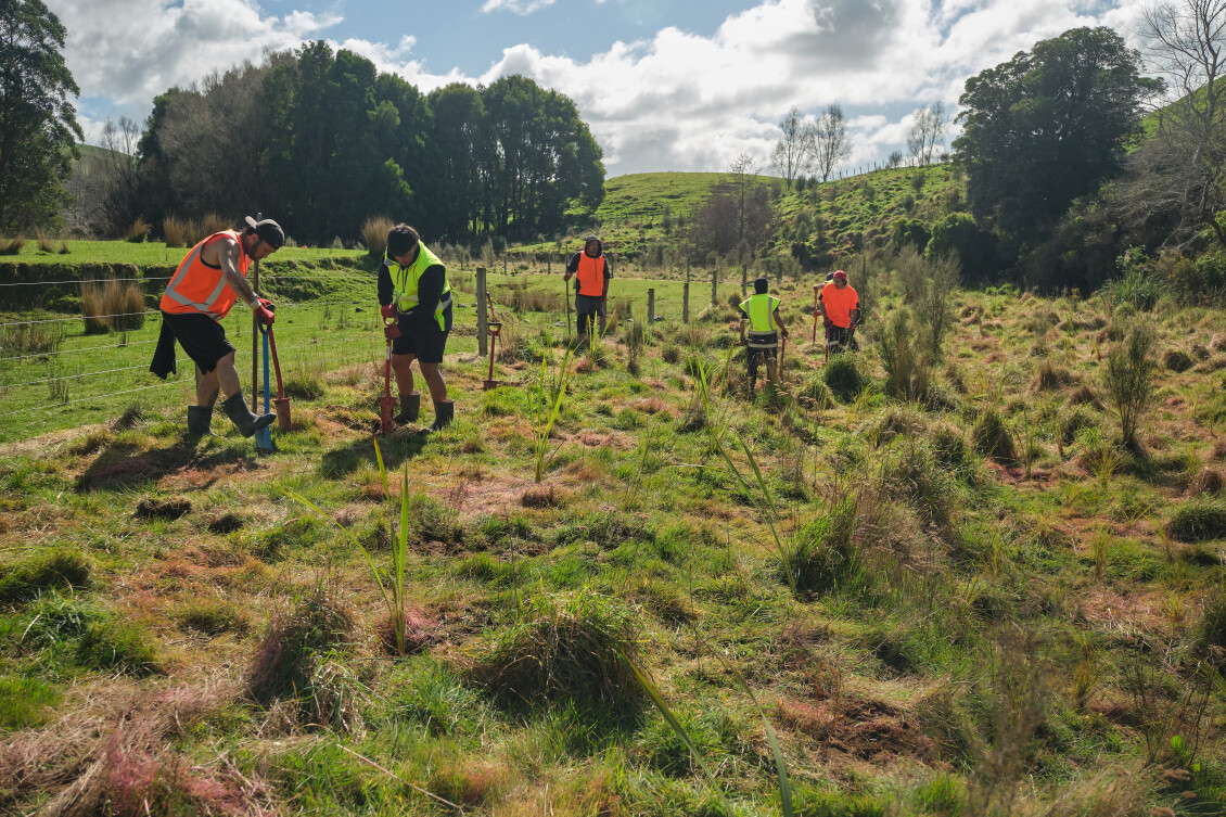 Members of Ahu Collective planting seedlings on a bright sunny day