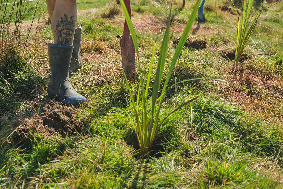 A seedling being planted at an Ahu Collective planting day