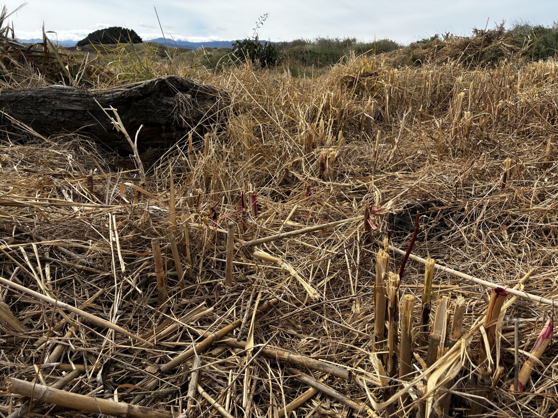 Phragmites karka, or common reed, at Lake Waiorongomai