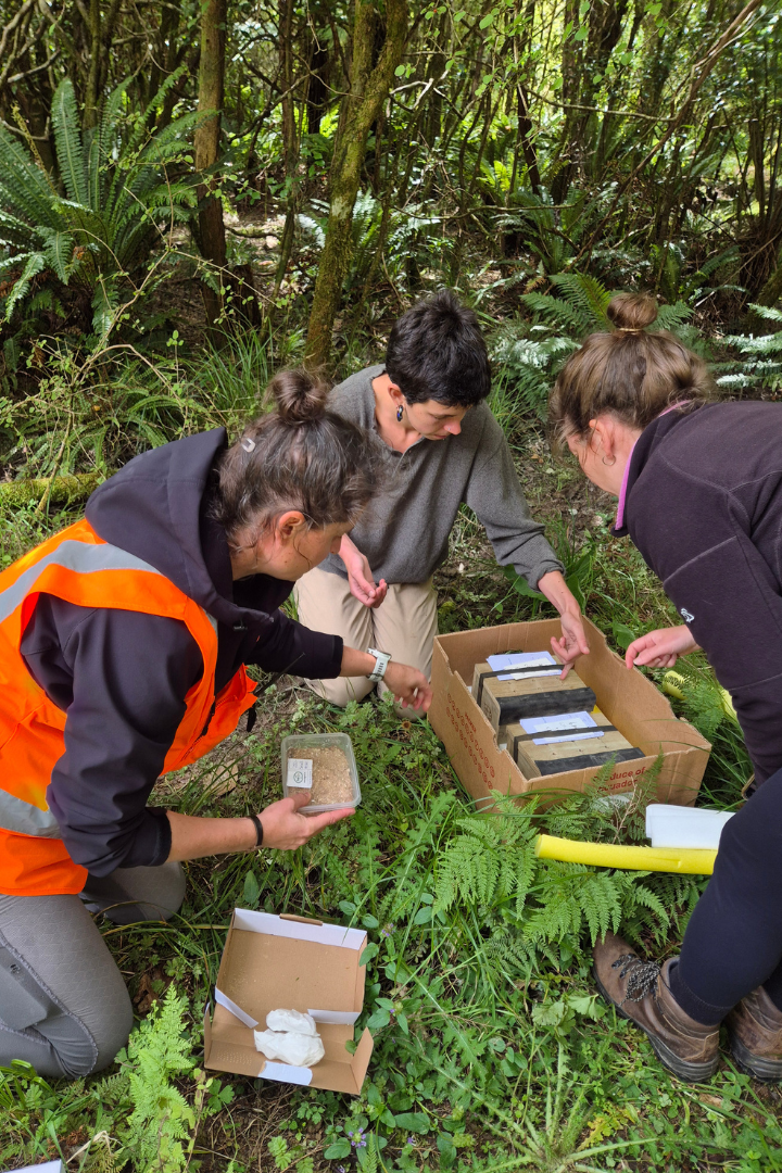 Three volunteers feeding titipounamu in boxes prior to their release