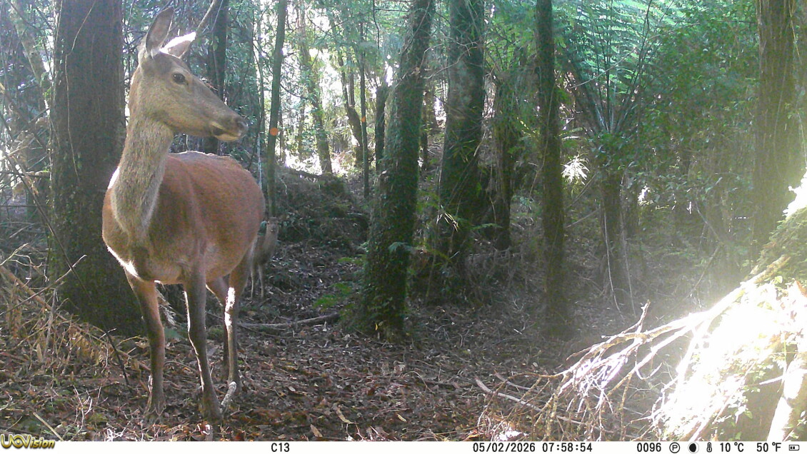 Picture of a deer taken by Greater Wellington trail cameras in the Wainuiomata Water Collection Area
