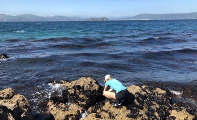 Te Whanganui-a-Tara / Wellington Harbour Rocky Shore Monitoring