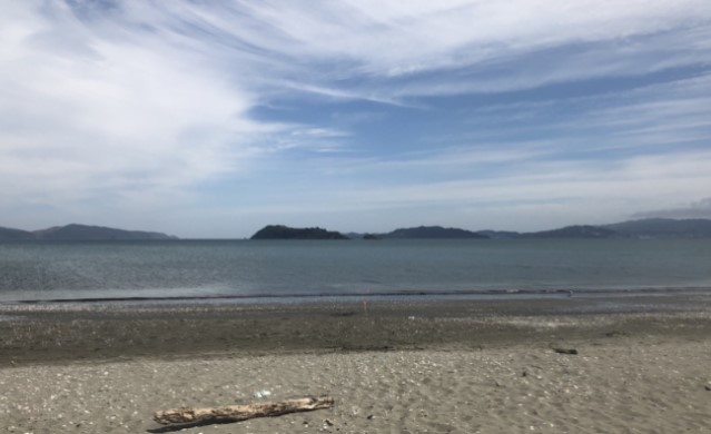 Te Whanganui-a-Tara / Wellington Harbour Sandy Beach Monitoring