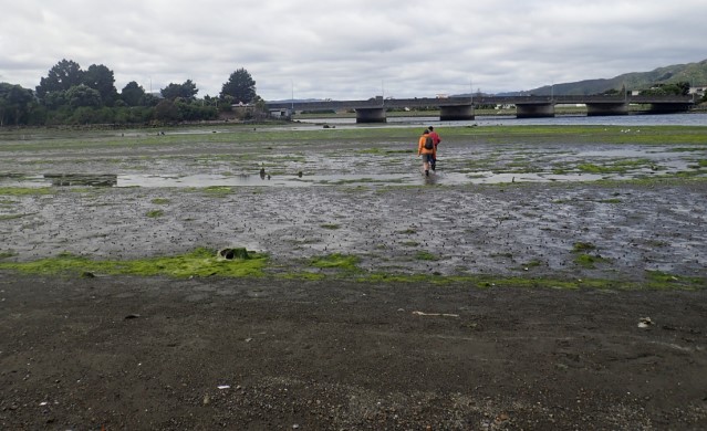 Hutt Estuary Intertidal Sediment Monitoring