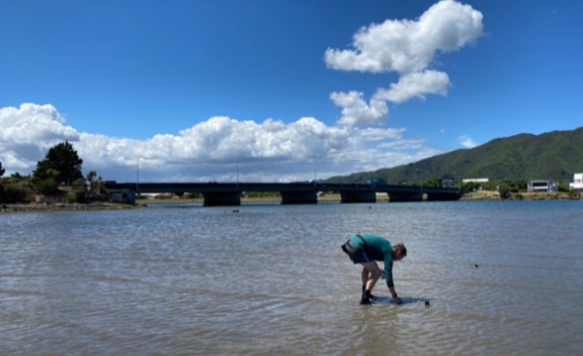 Hutt Estuary Intertidal Sediment Monitoring