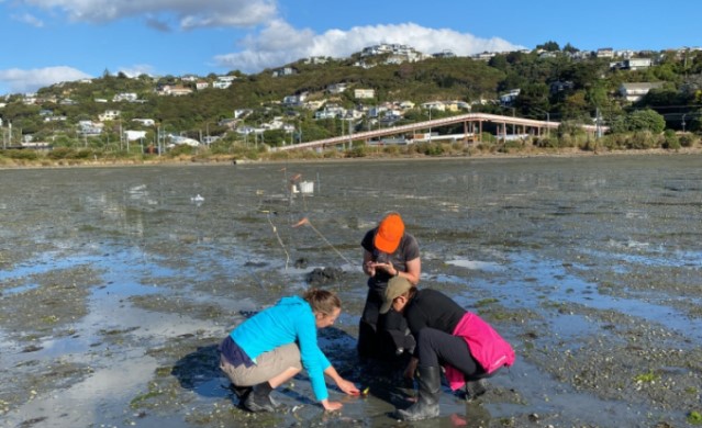 Te Awarua-o-Porirua Harbour Fine Scale Intertidal Sediment and Macrofaunal Survey