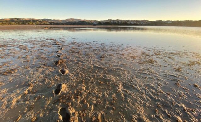 Te Awarua-o-Porirua Harbour Sediment Plate Monitoring