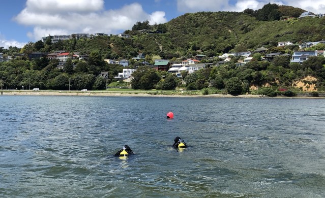 Te Awarua-o-Porirua Harbour Subtidal Monitoring